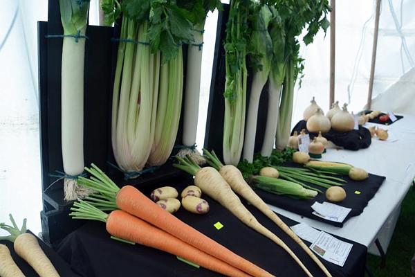 16. Vegetable display.jpg